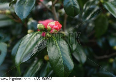 Pink Blooming Camellia Flowers And Buds In France