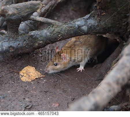 A Wild Rat Leans Out Of A Hole And Sniffs A Fallen Autumn Leaf