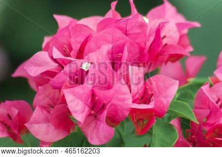 Bougainvillea bouquet, pink, blooming, bougainvillea flowering in clusters at the leaf axils and at 