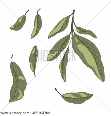 Cartoon Sketches Of Orange Leaves And Branch