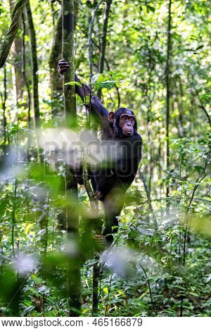 Young Male Chimpanzee, Pan Troglodytes, Climbing A Tree, As Seen Through A Break In The Dense Rainfo