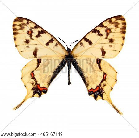 Colorful Butterfly Isolated On White. Sericinus Montella Macro Close Up, Collection Butterflies, Pap
