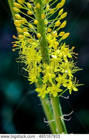 Closeup Detail Of Narrow Leaved Foxtail Lily (eremurus Stenophyllus)
