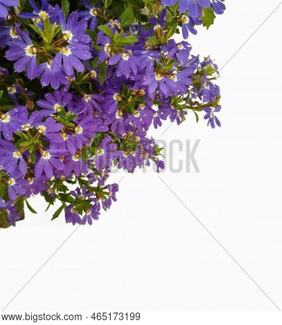 Scaevola Aemula, Fairy Fan Flower In Front Of A White Background. Blurred Focus. Selective Focus