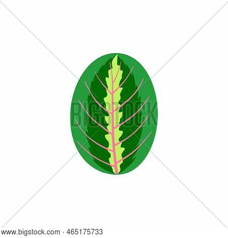 Leaf Of Tropical Maranta. Floral And Botanical Design Element