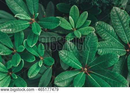 Abstract Background Of Many Different Tropical Green Leaves. Natural Textured Foliage Backdrop. Lush