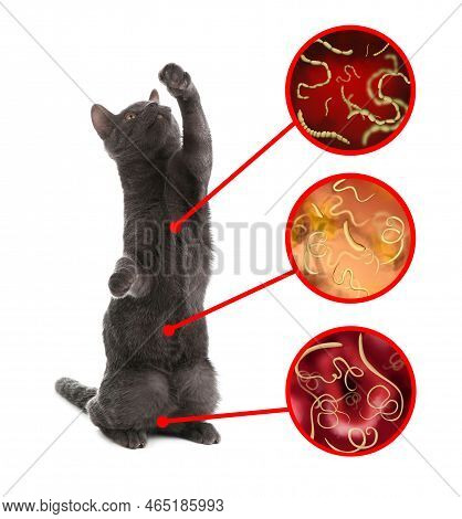 Cute Cat And Illustration Of Helminths Under Microscope On White Background. Parasites In Animal