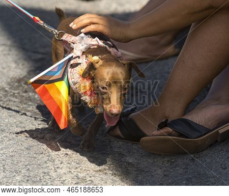 Honolulu, Hawaii, Oct 15, 2022 - Gay Pride Paraide - March By Decprated Wiener Dog.