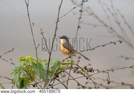 An Ashy Prinia Perched On A Branch Against A Nice Background.