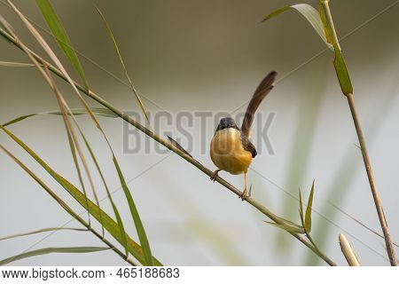An Ashy Prinia Perched On A Grass Stem And Against A Nice Out Of Focus Background.