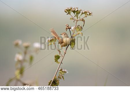 A Plain Prinia Perched On A Flower Against A Nice Neutral Background.