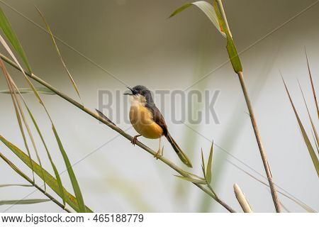 An Ashy Prinia Perched On A Grass Stem And Singing While Facing Left.