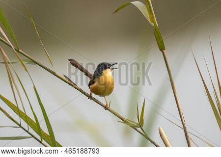 An Ashy Prinia Perched On A Grass Stem And Singing While Facing Right.