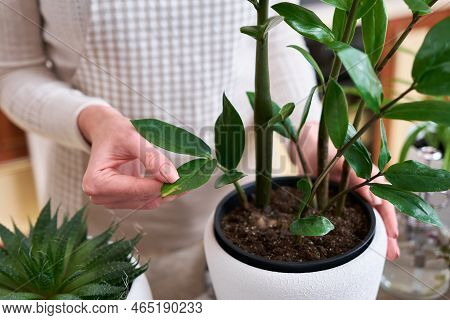 House Plant Care - Woman Touches Potted Zamioculcas House Plant Leaves