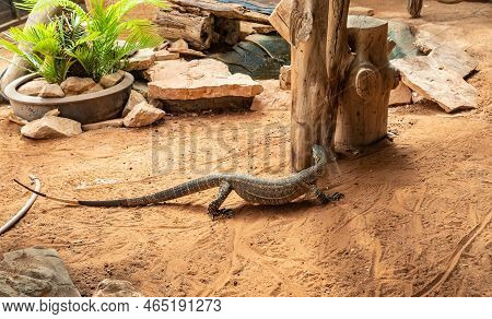 Beit Shean, Israel, October 08, 2022 : Large Monitor Lizard In An Aviary In Gan Guru Kangaroo Park I