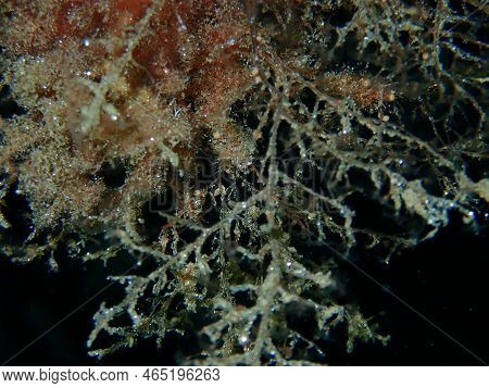 Grapevine Hydroid Or Botryoid Stickhydroid (eudendrium Racemosum) Close-up Undersea, Aegean Sea, Gre