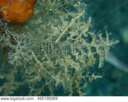 Grapevine Hydroid Or Botryoid Stickhydroid (eudendrium Racemosum) Close-up Undersea, Aegean Sea, Gre