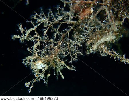 Grapevine Hydroid Or Botryoid Stickhydroid (eudendrium Racemosum) Close-up Undersea, Aegean Sea, Gre