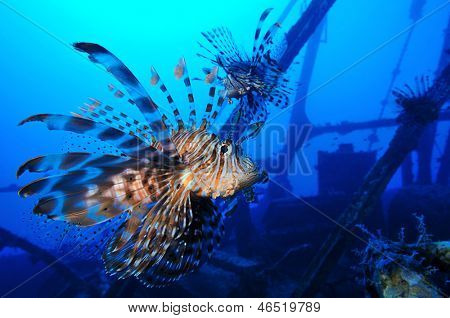 Lionfishes wrak wyspie Zabargad, Morze Czerwone
