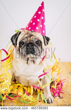 Happy And Funny Party Event Celebration Concept With Old Bored Dog Pug Sitting With Carnival And Cel