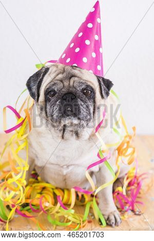 Funny Old Pug Dog With Carnival Or Generic Celebration Accessories On Him - New Year Eve Concept And