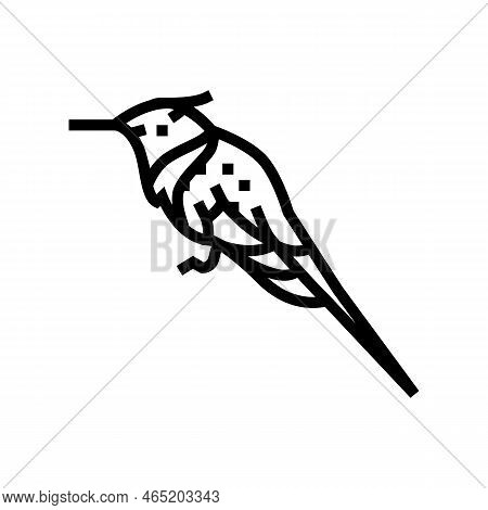 Horned Sungem Bird Exotic Line Icon Vector. Horned Sungem Bird Exotic Sign. Isolated Contour Symbol 