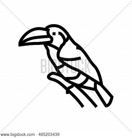 Curl Crested Aracari Bird Exotic Line Icon Vector. Curl Crested Aracari Bird Exotic Sign. Isolated C
