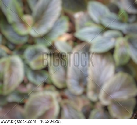 Unfocus Or Blur Of Begonia Argenteo Guttata From Top View