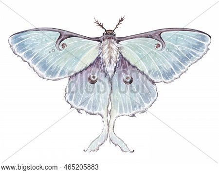 Watercolor Vintage Illustration With Luna Moth, Moon Butterfly, Actias Luna Isolated On White Backgr