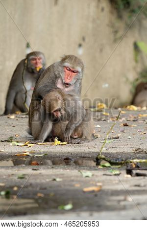 Formosan Macaque, Formosan Rock Monkey Also Named Taiwanese Macaque In The Wild.