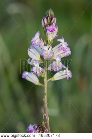 Wild Plants And Flowers Growing In The Countryside, Plants With Purple Flowers.