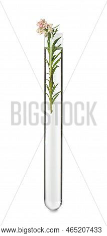 Beautiful Ozothamnus Plant In Test Tube On White Background