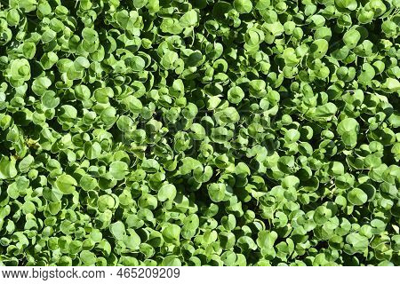 Kidney Weed Green Leaves In The Summer