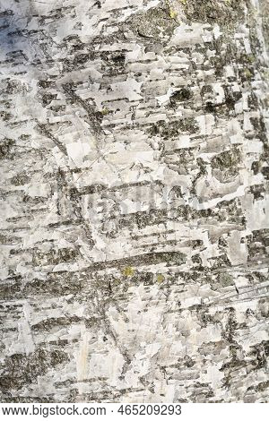 Pubescent Birch Tree White And Brown Bark Detail