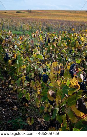 Autumn View On Colorful Grand Cru Champagne Vineyards Near Moulin De Verzenay, Pinot Noir Grape Plan