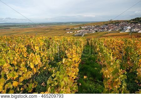 Autumn View On Colorful Grand Cru Champagne Vineyards Near Moulin De Verzenay, Pinot Noir Grape Plan