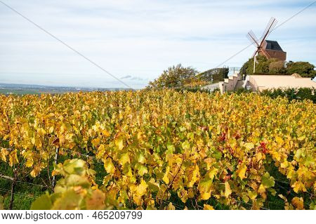Autumn View On Colorful Grand Cru Champagne Vineyards Near Moulin De Verzenay, Pinot Noir Grape Plan