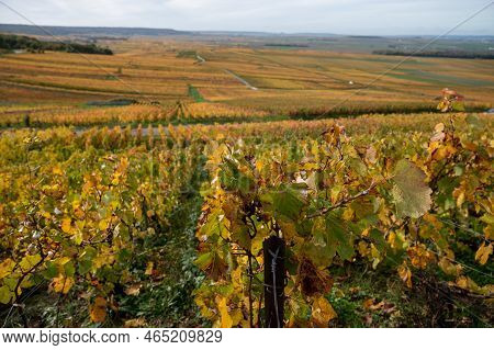 Autumn View On Colorful Grand Cru Champagne Vineyards Near Moulin De Verzenay, Pinot Noir Grape Plan