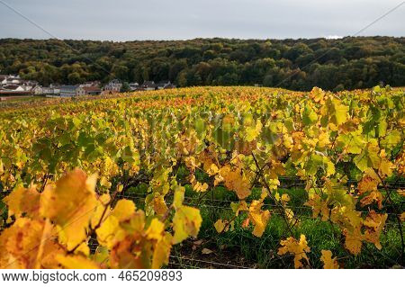 Autumn View On Colorful Grand Cru Champagne Vineyards Near Moulin De Verzenay, Pinot Noir Grape Plan