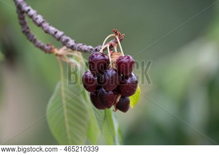 Sweet Ripe Black Cherry Berries Hanging On Cherry Tree In Fruit Orchard Near Venasque Village, Luber