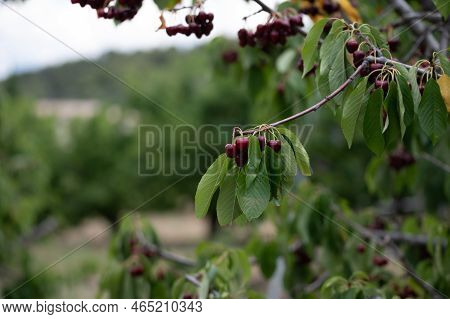 Sweet Ripe Black Cherry Berries Hanging On Cherry Tree In Fruit Orchard Near Venasque Village, Luber