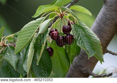 Sweet Ripe Black Cherry Berries Hanging On Cherry Tree In Fruit Orchard Near Venasque Village, Luber