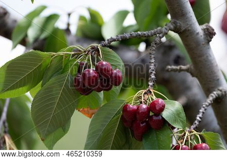 Sweet Ripe Black Cherry Berries Hanging On Cherry Tree In Fruit Orchard Near Venasque Village, Luber