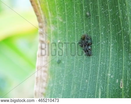 Pests On Corn In Natural Conditions, Aphidoidea Close-up