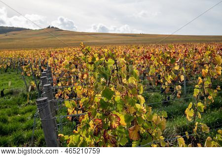 Autumn View On Colorful Grand Cru Champagne Vineyards Near Moulin De Verzenay, Pinot Noir Grape Plan