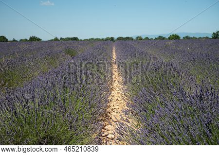 Lavender Fields In Plateau De Valensole In Summer. Alpes De Haute Provence, Paca Region, France