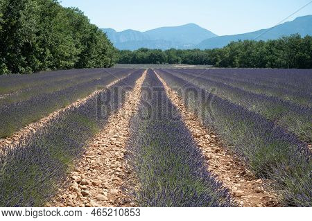 Lavender Fields In Plateau De Valensole In Summer. Alpes De Haute Provence, Paca Region, France