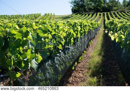 Green Unripe Gamay Noir Grape Growing On Hilly Vineyards Near Beaujolais Wine Making Village Val D'o