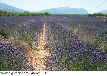 Lavender Fields In Plateau De Valensole In Summer. Alpes De Haute Provence, Paca Region, France