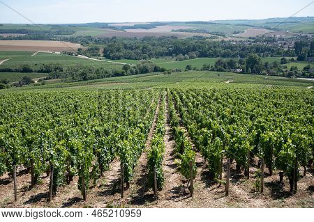 Panoramic View On Chablis Grand Cru Appellation Vineyards With Grapes Growing On Limestone And Marl